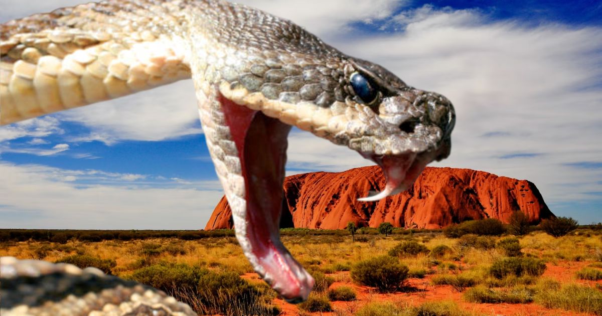 Ce serpent le plus venimeux au monde découvert en Australie