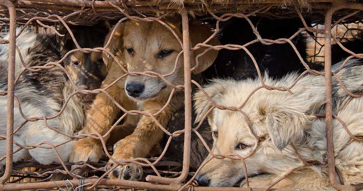 Pour la première fois en Chine, les chiens et chats sont exclus de la liste des animaux comestibles !