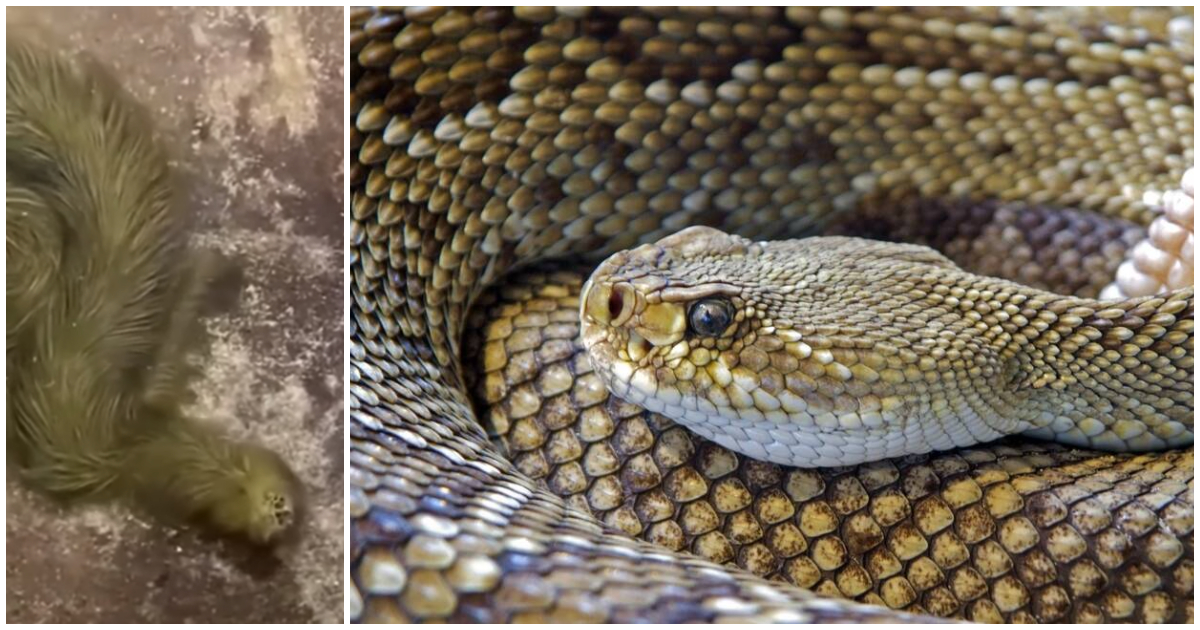 De ontdekking van deze vreemde harige slang verdient je nachtmerries (video).