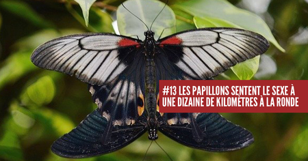 15 étranges anecdotes sur la traumatisante vie sexuelle des insectes 