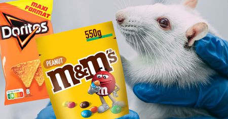 Cet ingrédient dans les M&M's et les Doritos offre un super pouvoir aux souris