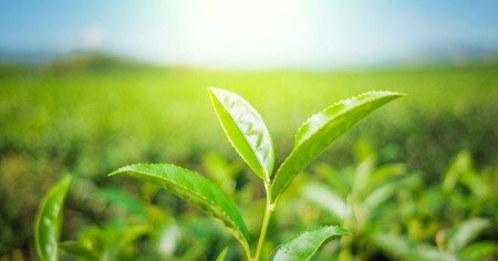 Des chercheurs parviennent à transformer du CO2 en carburant grâce à la photosynthèse !