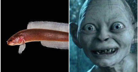 Une nouvelle espèce de poisson baptisée Gollum découverte en Inde