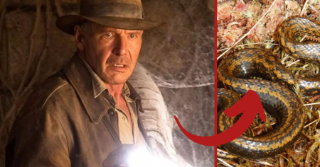 Indiana Jones : Harrison Ford donne son nom à cette nouvelle espèce de serpent