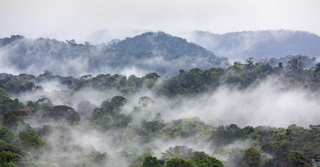 Amazonie : la forêt amazonienne pourrait bientôt ne plus exister