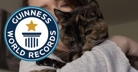 Guinness des records : voici le chat le plus vieux du monde