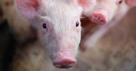 Des chercheurs réactivent partiellement le cerveau de cochons morts depuis plus de 4 heures