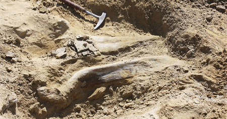 Un fossile de tricératops de 68 millions d'années découvert sur un chantier