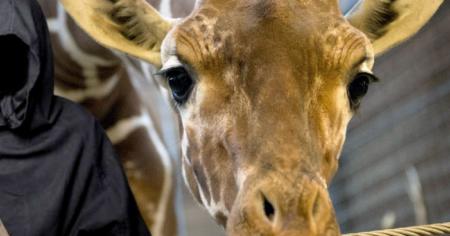 Zoo : cette étude scientifique va rendre dingues les amoureux des animaux