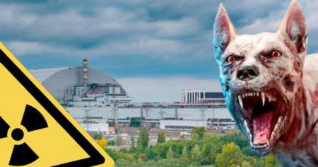 Tchernobyl : nouvelle révélation sur les chiens mutants de la zone contaminée