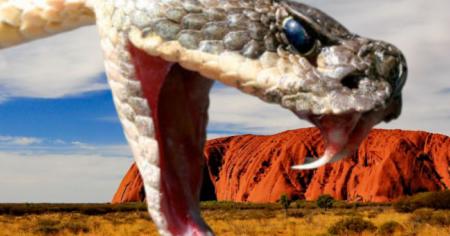 Ce serpent le plus venimeux au monde découvert en Australie