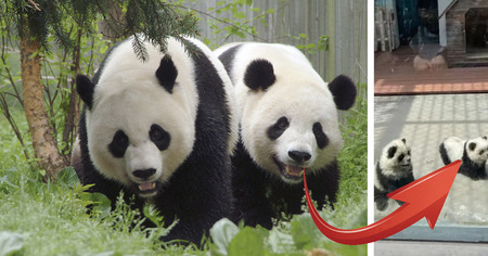 Ce zoo arnaque les visiteurs avec de faux pandas