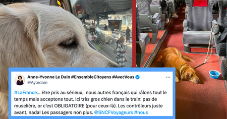 Cette politique dénonce un chien sans muselière dans le train, les internautes se moquent