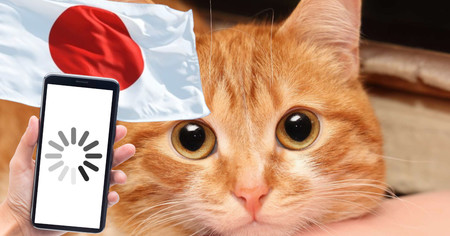 Catsme, cette application japonaise ultra fiable qui détecte les douleurs d’un chat