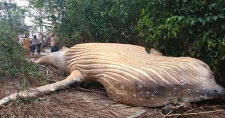 En pleine forêt amazonienne, ils découvrent une impressionnante baleine à bosse !