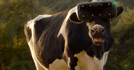 Russie : des casques VR testés sur des vaches pour augmenter la production de lait