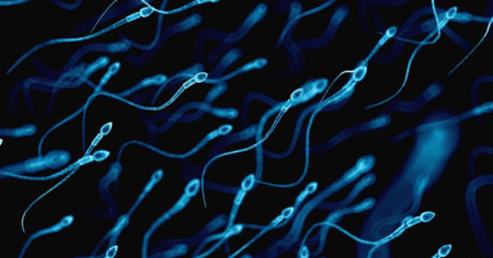 Les spermatozoïdes ne se déplacent pas du tout comme vous l'imaginiez