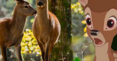 Bambi : grosse polémique, des fans demandent la déprogrammation du film