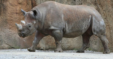 Il faudra des millions d'années pour que les mammifères se remettent de l'action de l'homme sur la biodiversité