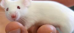 Sida : pour la première fois, le virus a été éradiqué chez la souris