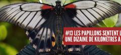 15 étranges anecdotes sur la traumatisante vie sexuelle des insectes 