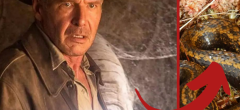 Indiana Jones : Harrison Ford donne son nom à cette nouvelle espèce de serpent