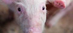 Des chercheurs réactivent partiellement le cerveau de cochons morts depuis plus de 4 heures