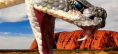 Ce serpent le plus venimeux au monde découvert en Australie