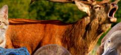 13 animaux qui paraissent mignons et inoffensifs mais qui sont dangereux pour l'Homme