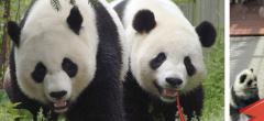 Ce zoo arnaque les visiteurs avec de faux pandas