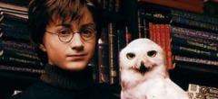 Harry Potter : la réplique de la chouette Hedwige sera parfaite sous le sapin de Noël