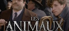 Les Animaux Fantastiques 3 : Dan Fogler dévoile des détails avant le début du tournage