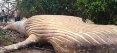 En pleine forêt amazonienne, ils découvrent une impressionnante baleine à bosse !