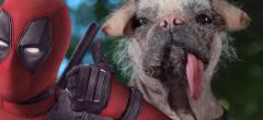 Deadpool & Wolverine : Dogpool a déjà battu ce record étrange