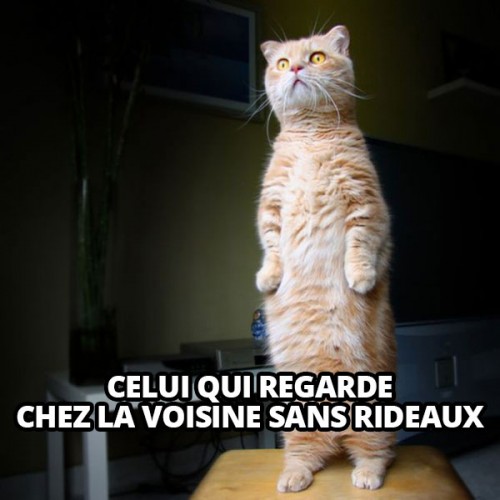 Chat objet invisible