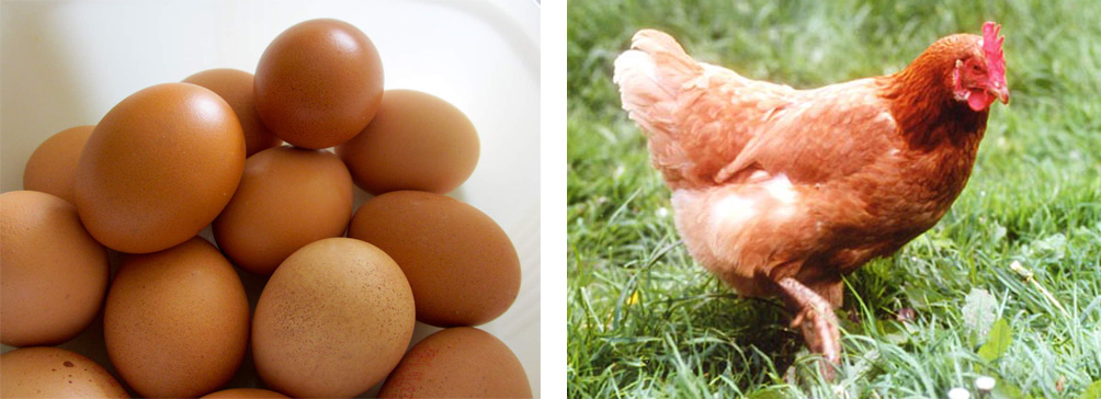 Les scientifiques savent (enfin) qui, de l'œuf ou la poule, est arrivé en  premier