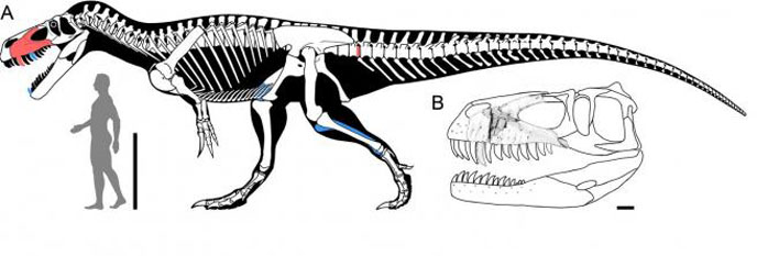 Reconstitution Torvosaurus Gurneyi