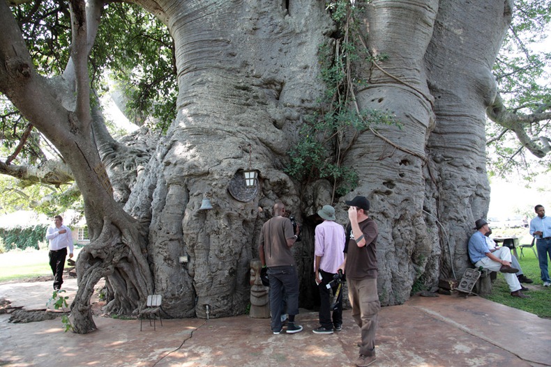 baobab bar