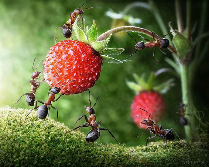 photographe-mise-en-scene-aventures-fourmis