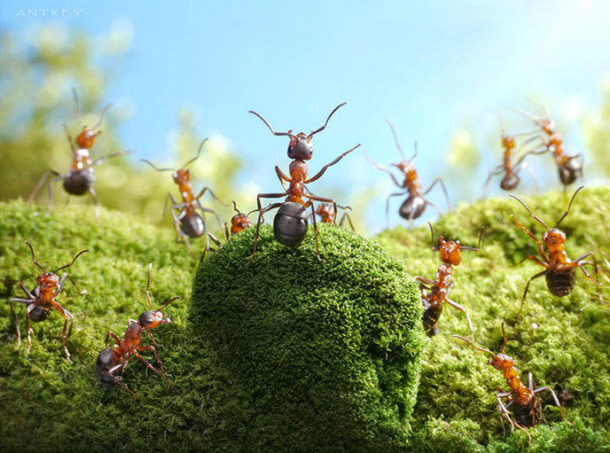 photographe-mise-en-scene-aventures-fourmis