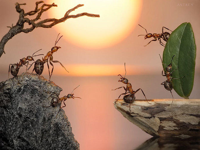 photographe-mise-en-scene-aventures-fourmis