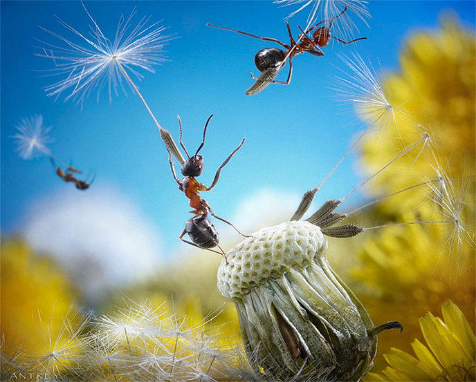 photographe-mise-en-scene-aventures-fourmis