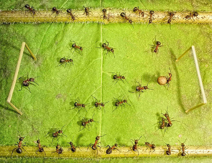photographe-mise-en-scene-aventures-fourmis