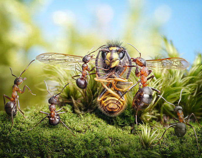 photographe-mise-en-scene-aventures-fourmis