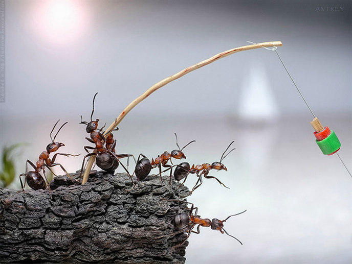 photographe-mise-en-scene-aventures-fourmis