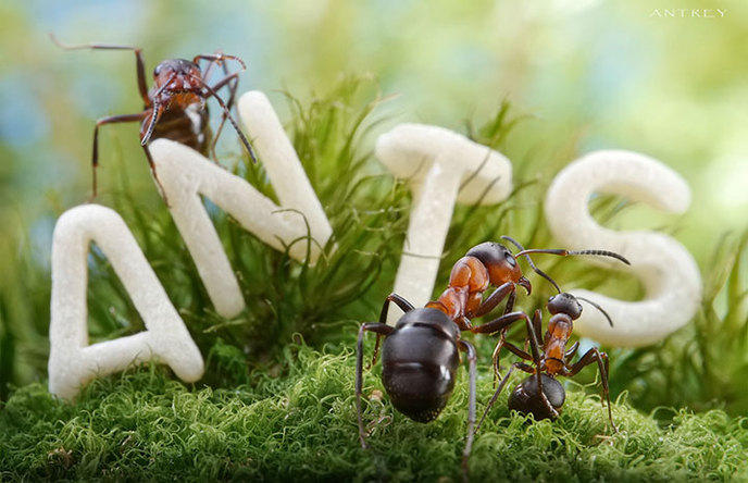 photographe-mise-en-scene-aventures-fourmis