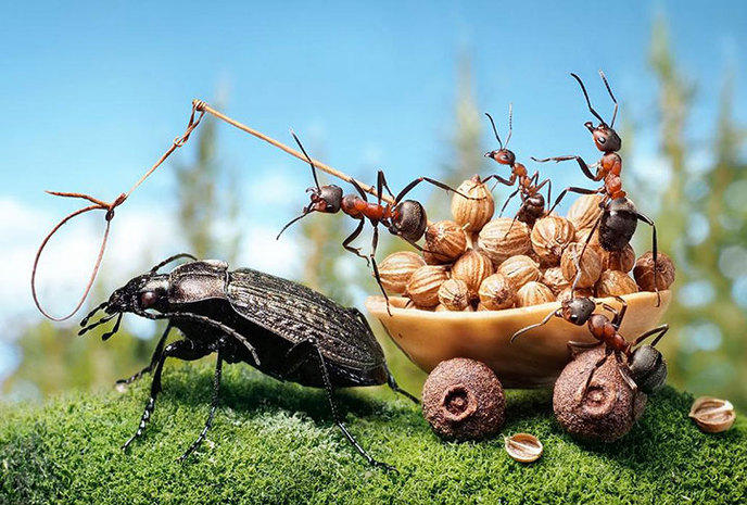 photographe-mise-en-scene-aventures-fourmis