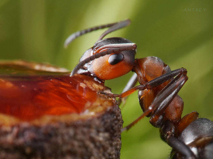 photographe-mise-en-scene-aventures-fourmis