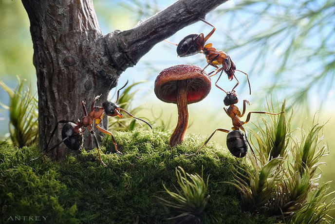 photographe-mise-en-scene-aventures-fourmis