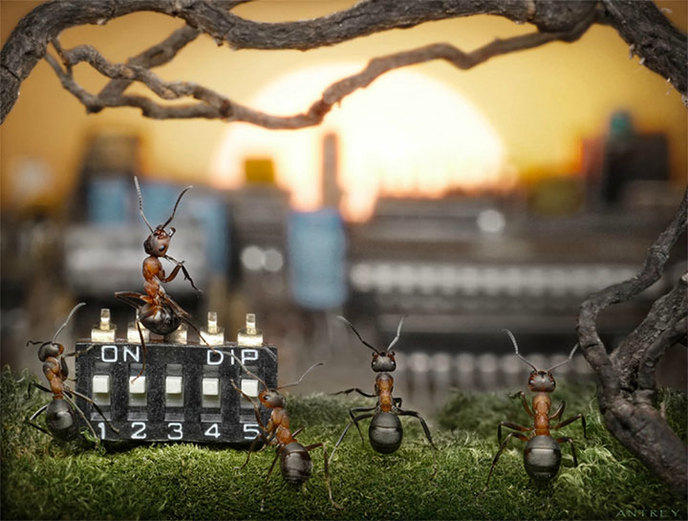 photographe-mise-en-scene-aventures-fourmis